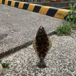 アジングなのに。。