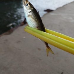 デイアジングは難しい