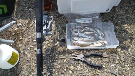 チョイ投げでキス釣り〜風が強い日は〜