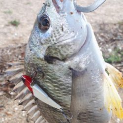 ウェーデイングチニング