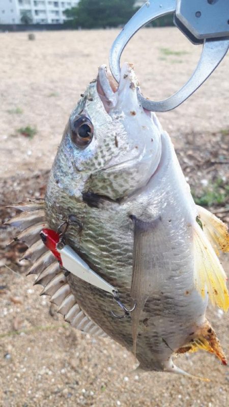 ウェーデイングチニング