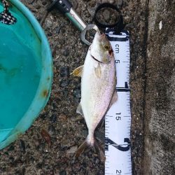 お昼からジギング