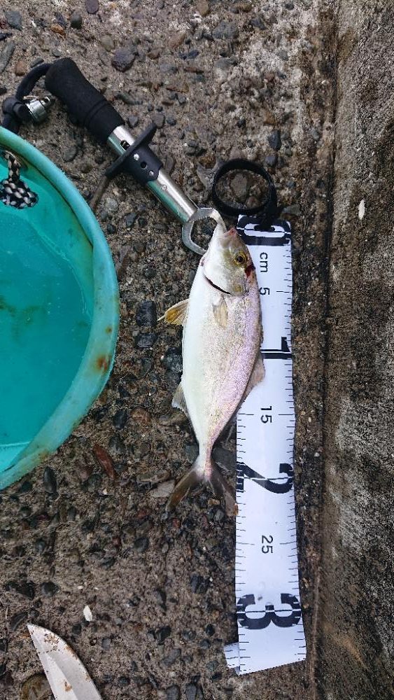 お昼からジギング