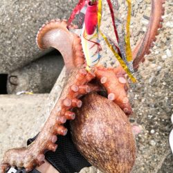 オクトパッシング 11