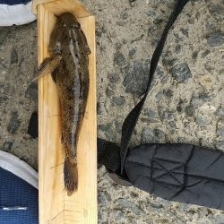 淀川えびリベンジ撃沈からのウロハゼ