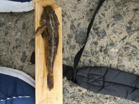 淀川えびリベンジ撃沈からのウロハゼ