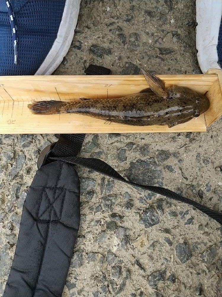 淀川えびリベンジ撃沈からのウロハゼ