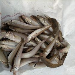 意外なゲストが!!