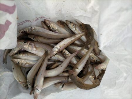 意外なゲストが!!