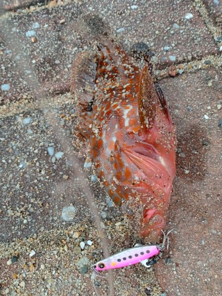 ミニアコウ釣り