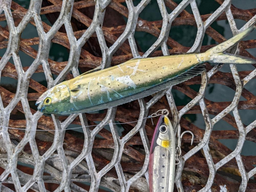 メジロクラスは遊泳しておりましたが…