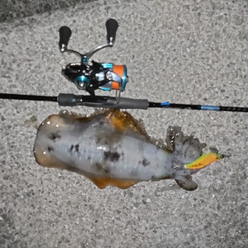 短時間エギング