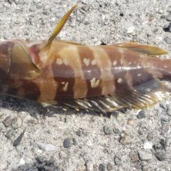 アジ探し@戸津井周辺