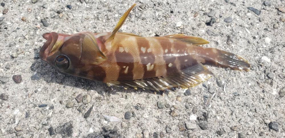 アジ探し@戸津井周辺