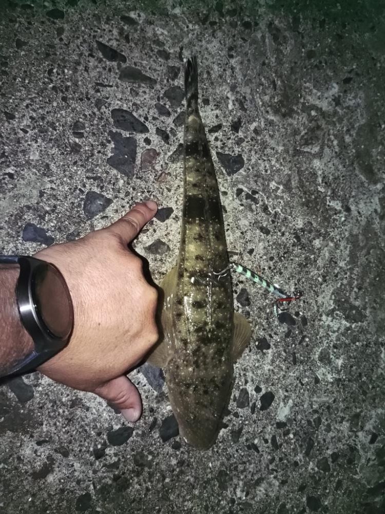 久しぶり数釣りできました