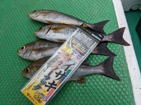 イサキまだまだ抱卵中