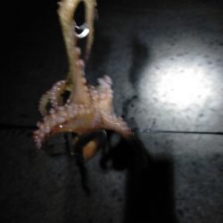 今年初挑戦！！