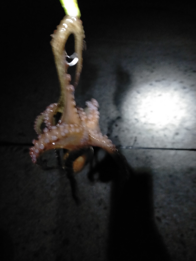 今年初挑戦！！