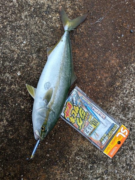 チヌ釣りとジグサビキで