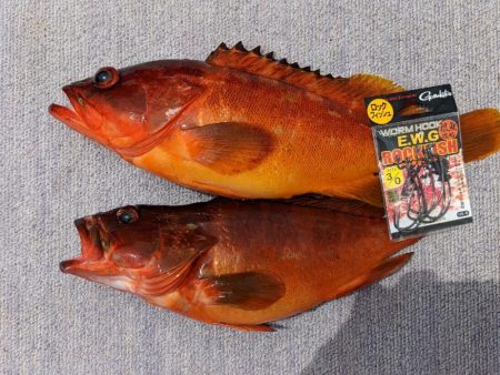 テンヤ･ルアー船 釣果