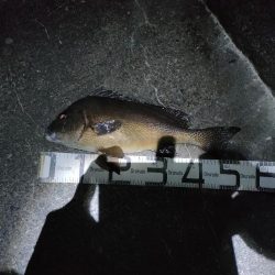 7/23釣果コロダイメイチダイグレ尺あじ