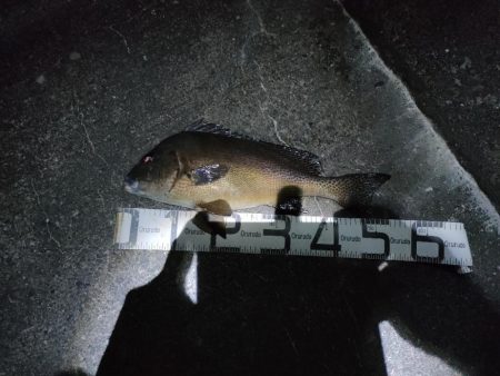 7/23釣果コロダイメイチダイグレ尺あじ