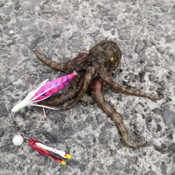 オクトパッシング 6