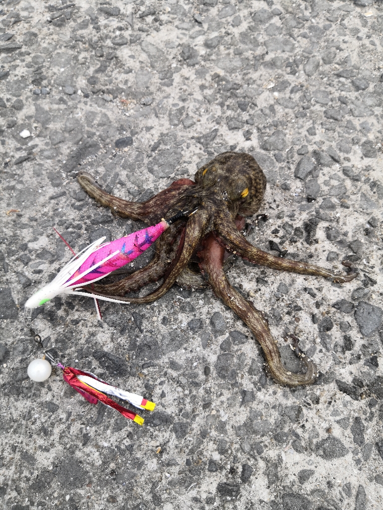 オクトパッシング 6