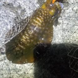 エギングメインの五目釣り