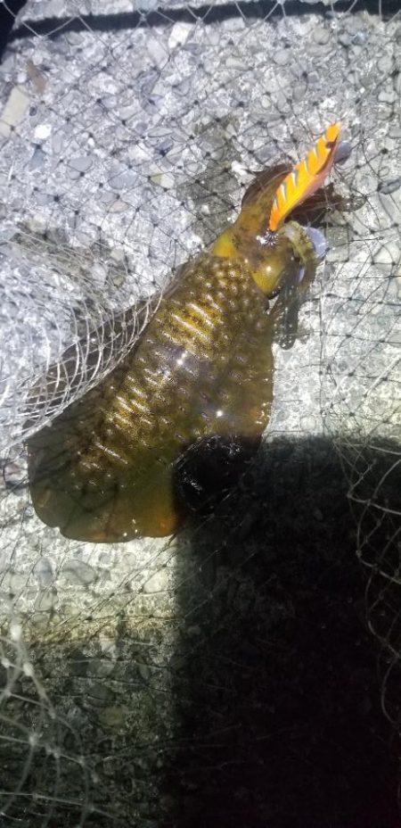 エギングメインの五目釣り