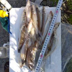 苅屋海岸のキス釣り