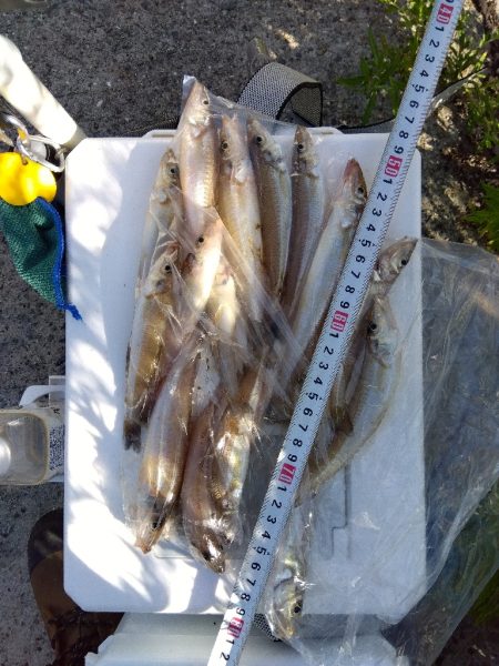 苅屋海岸のキス釣り