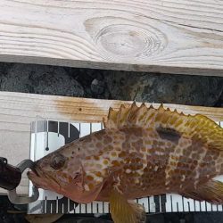 久しぶりのロックフィッシュ