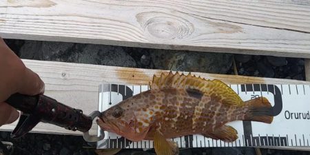 久しぶりのロックフィッシュ