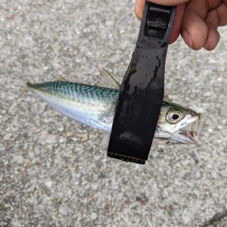 ファミリーサビキ