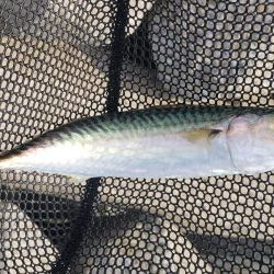 アジ探し@泉大津