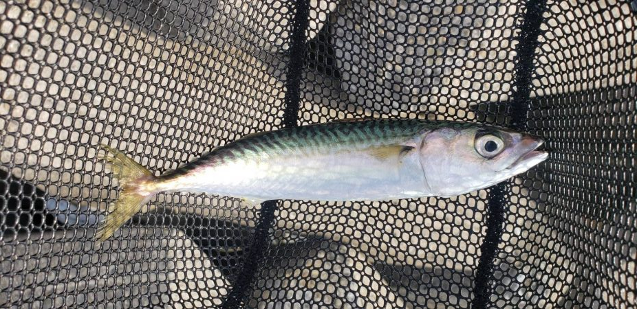 アジ探し@泉大津