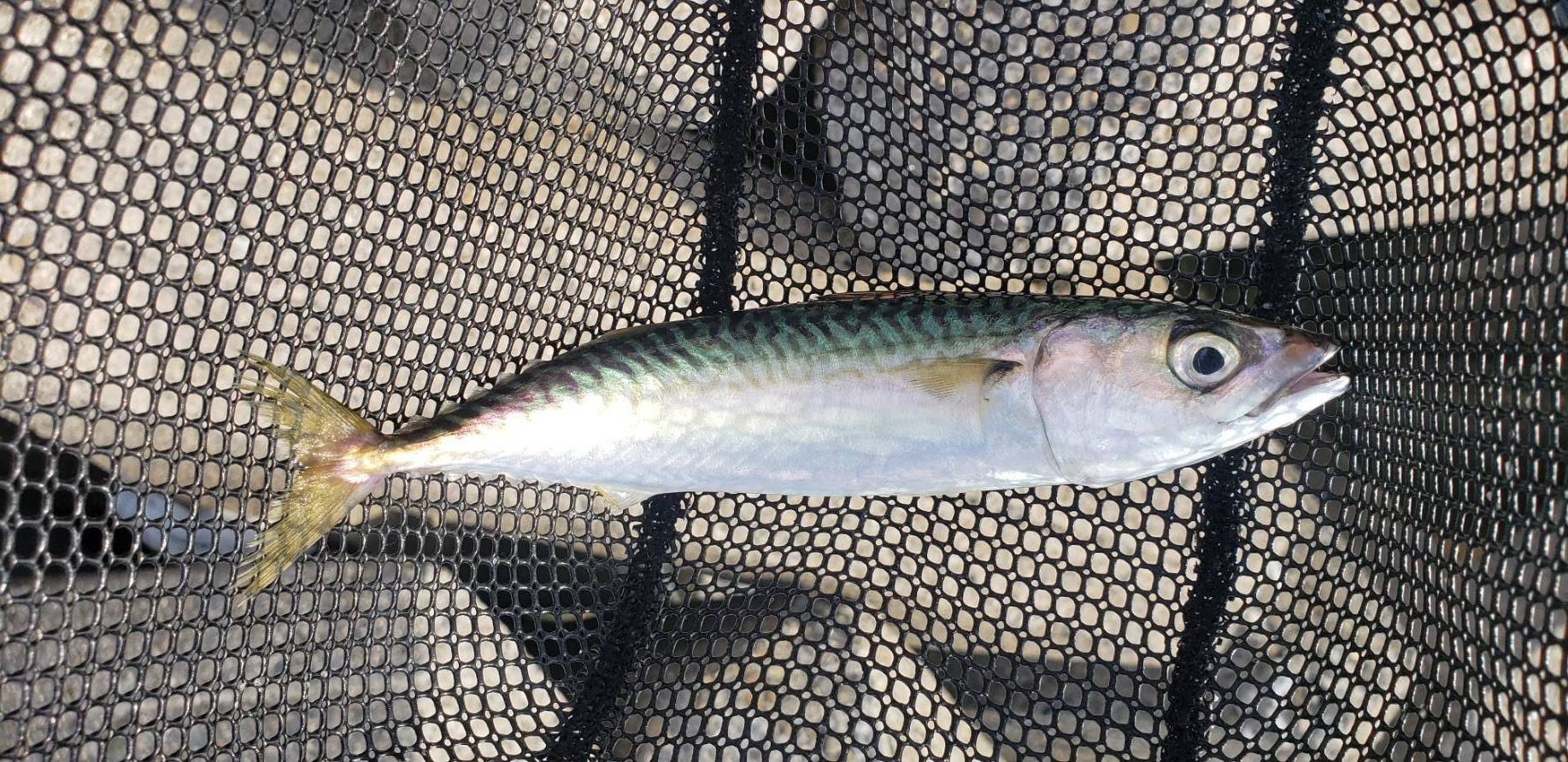 アジ探し@泉大津