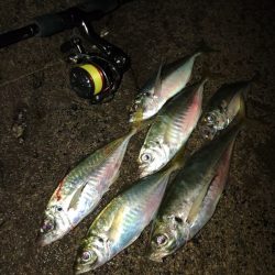 (尺アジ)フロートゲーム～