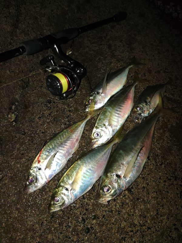 (尺アジ)フロートゲーム～