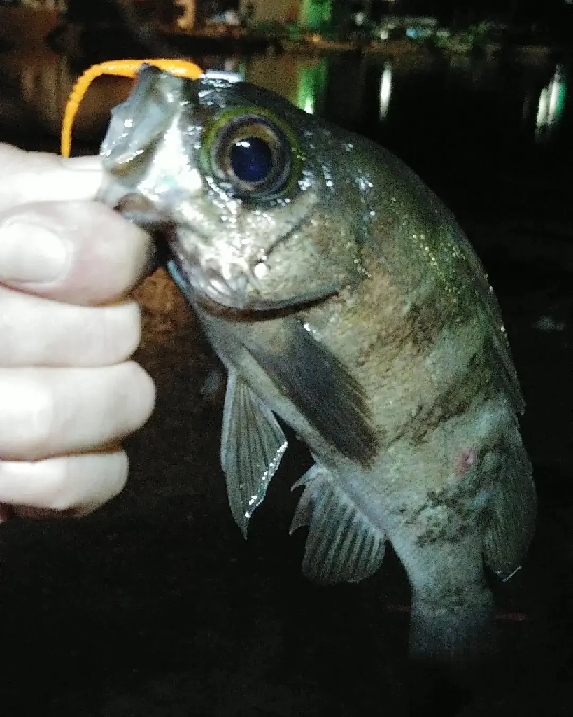 洲本ライトソルト釣行