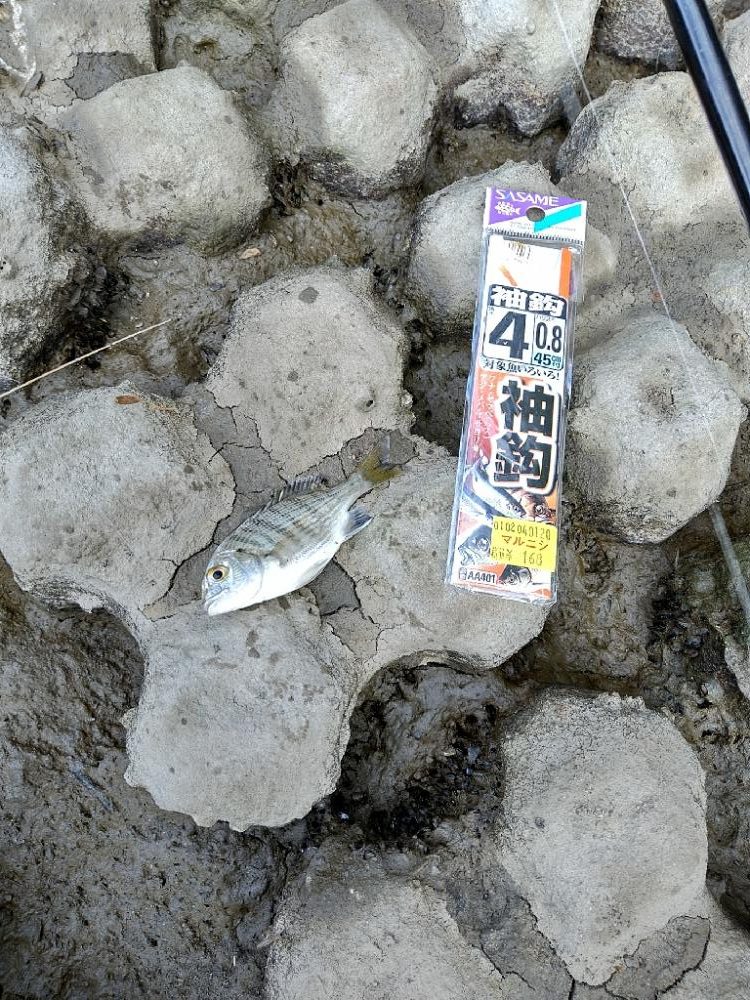 紀の川でハゼ釣り