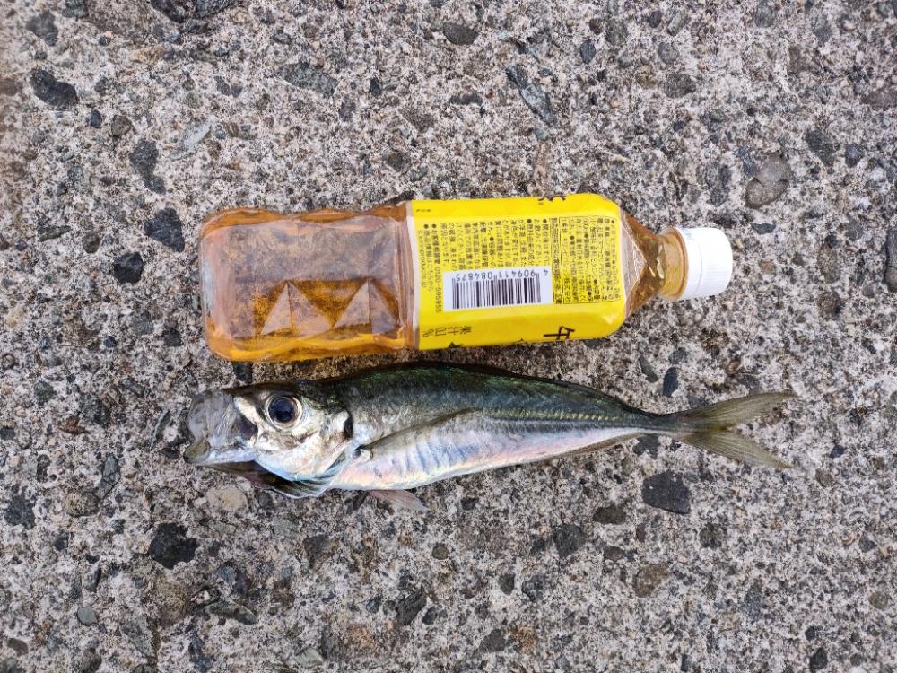 アジングの楽しさはコレか