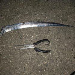 大サバ不発からの夏タチ