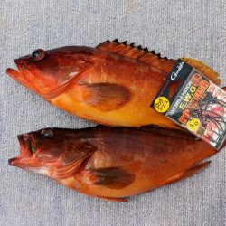 浅場テンヤ･ルアー