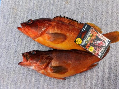 浅場テンヤ･ルアー