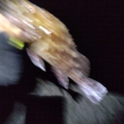 アジ狙いです。