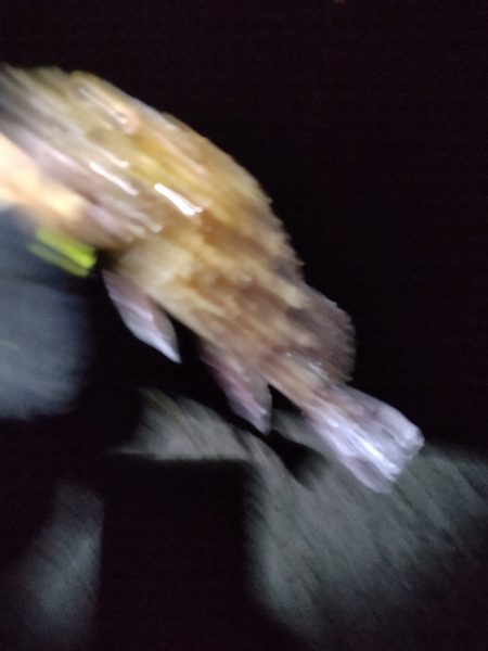 アジ狙いです。