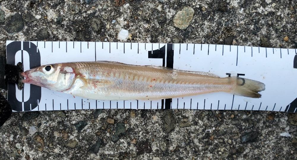 何が釣れるかな？