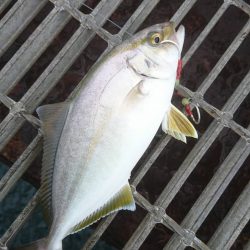 歯科通院後に和歌山遠征！シオのみ…